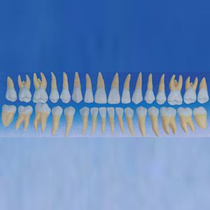 Adult teeth model sylloge(32 teeth)